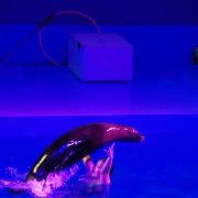 よみうりランド「アシカ笑３」(2016年)